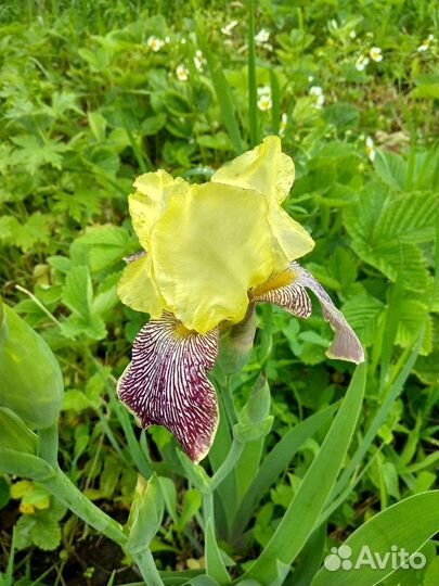 Многолетние растения