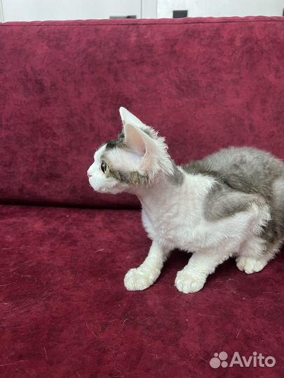 Котёнок породы Девон-рекс