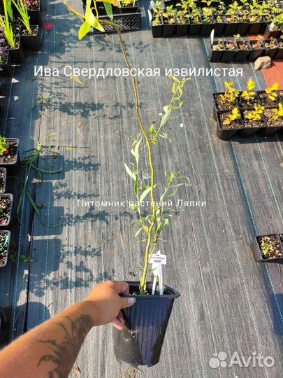 Ива свердловская извилистая