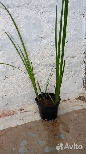 Саженцы водного ириса жёлтого