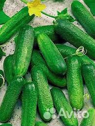 Огурцы