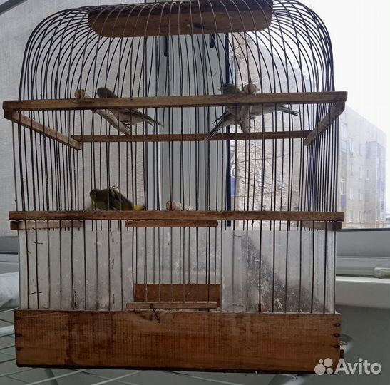 Певчие лесные птицы