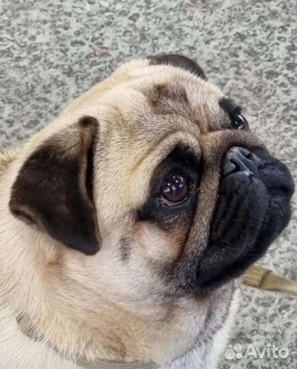 Девочка мопсик