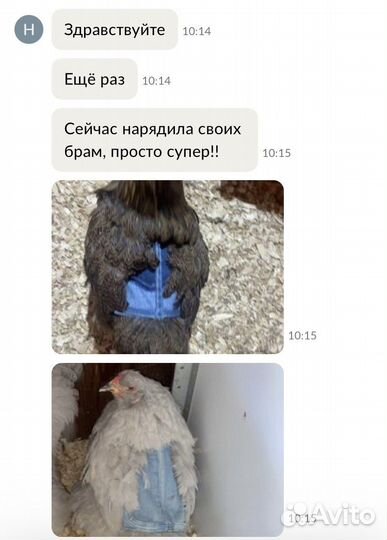 Попоны для кур