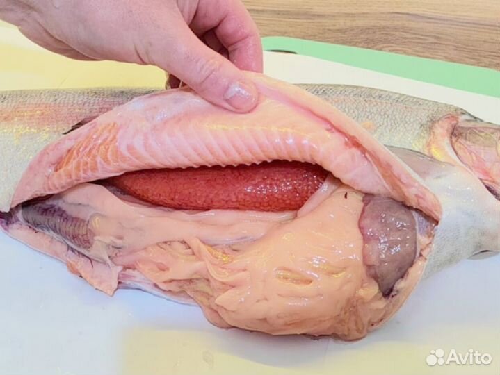 Форель икорная из Мурманска