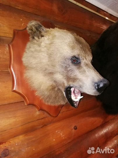 Изготовление чучел птиц и зверей. Таксидермия