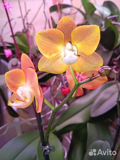 Орхидея Фаленопсис Добавляю