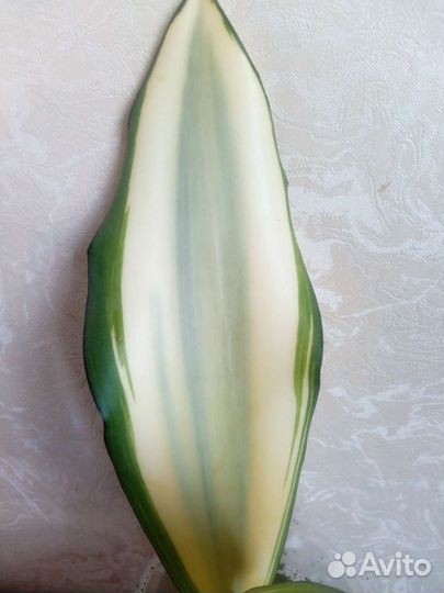 Сансевиерия сплэш, Натали, футура вар