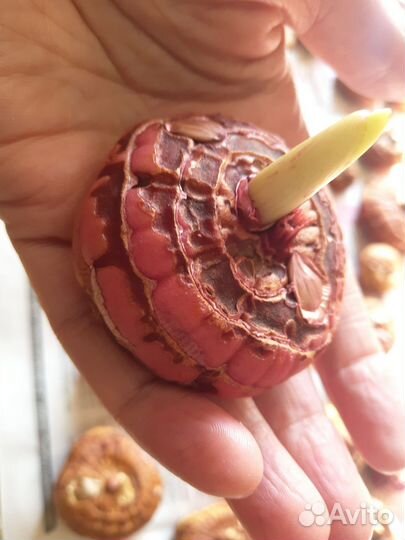 Гладиолусы луковицы