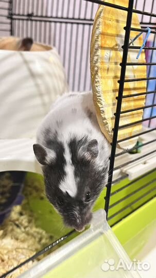 Сирийский хомяк девочка