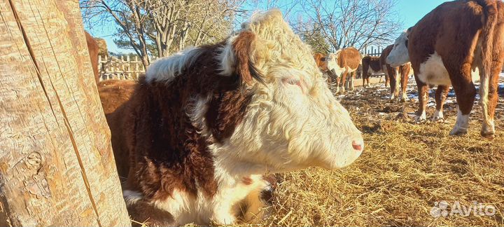 Крс, быки, тёлки