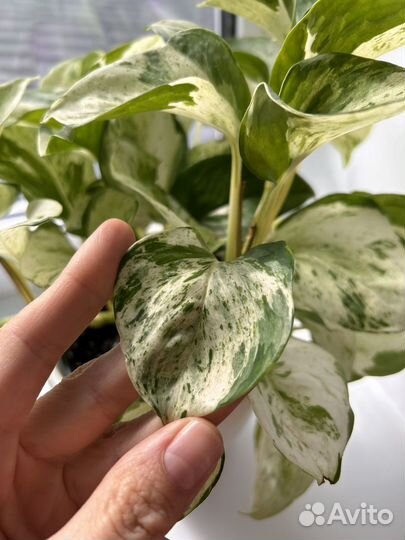 Эпипремнум хэппи лиф лиана, liana, сциндапсус