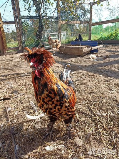 Петухи куры