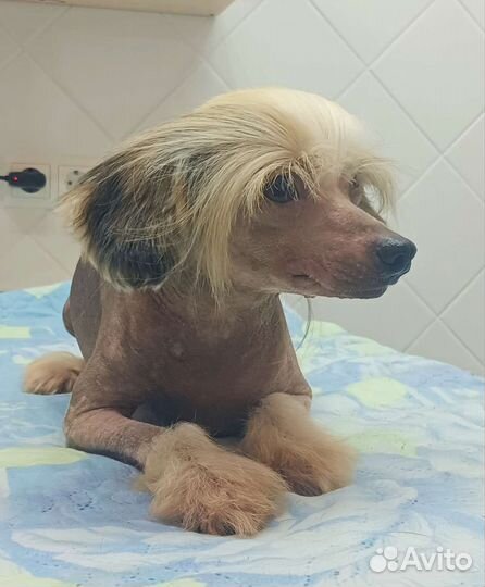 Продается молодой кобель Китайской хохлатой