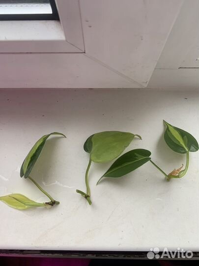 Филодендрон бразил