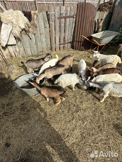 Козы и козлята