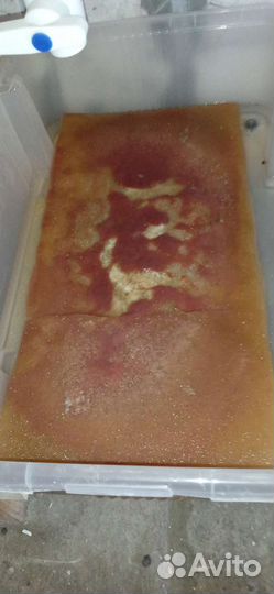 Живые корма для рыб