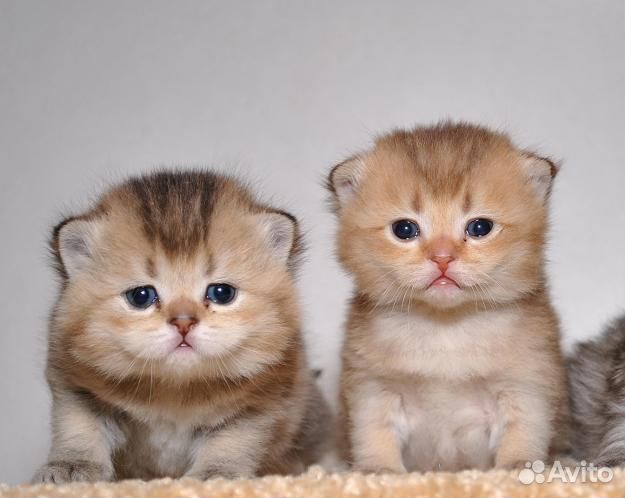 Клубные британские малыши