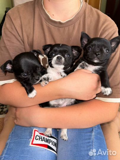 Щенки чихуахуа