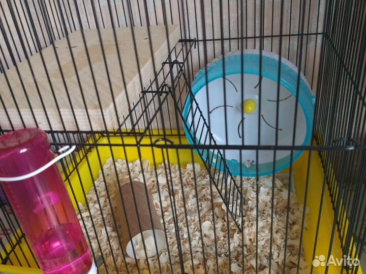 Клетка для джунгарского хомяка