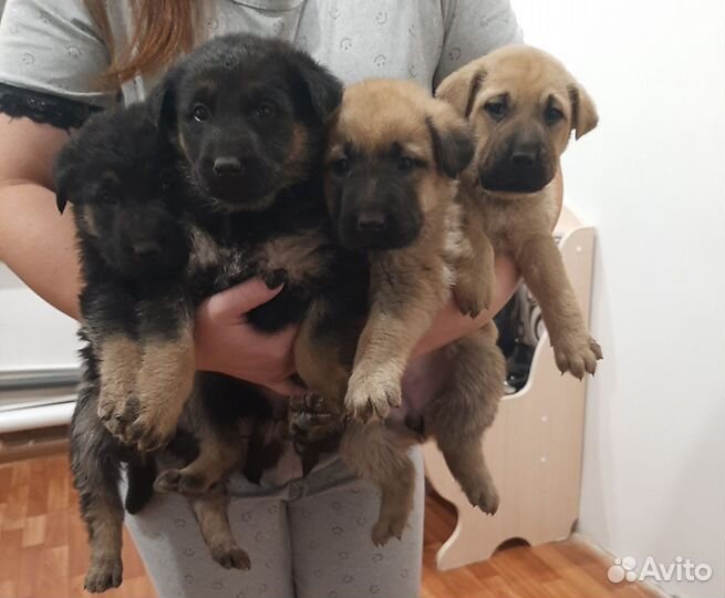 Отдам в добрые руки немецкую овчарку