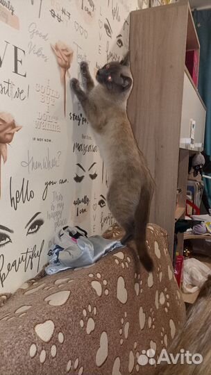 Милый котик