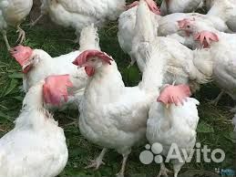 Куры несушки