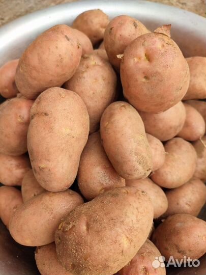 Продам картофель