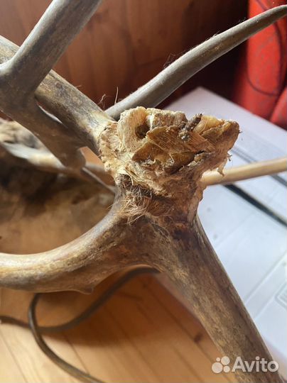 Чучело голова Оленя с шеей