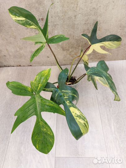 Филодендрон мэджик маск, ксантозома йелоу