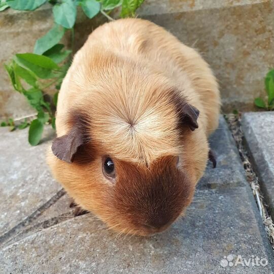 Морская свинка крем калифорния мальчик