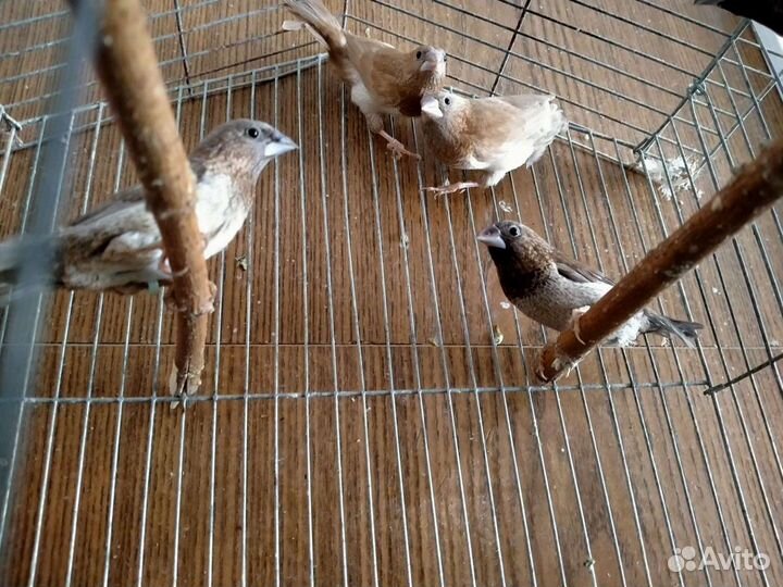 Попугаи волнистые,кореллы, амадины, какарики