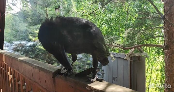 Самая преданная птица