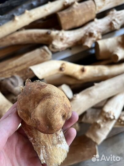 Березовый кап, сувель