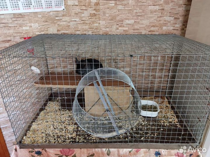 Шиншилла с клеткой, торг уместен