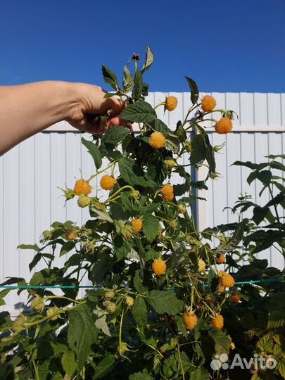 Саженцы малины 