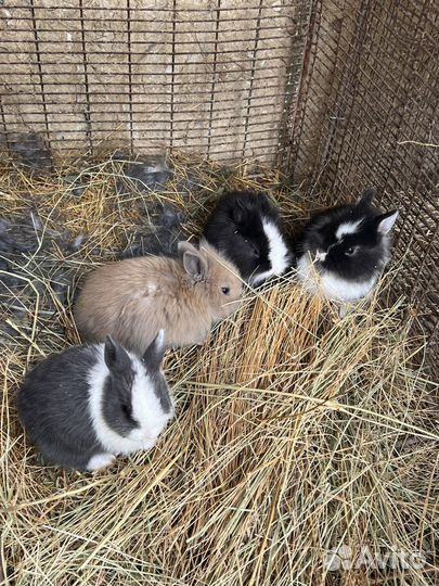 Декоративные кролики