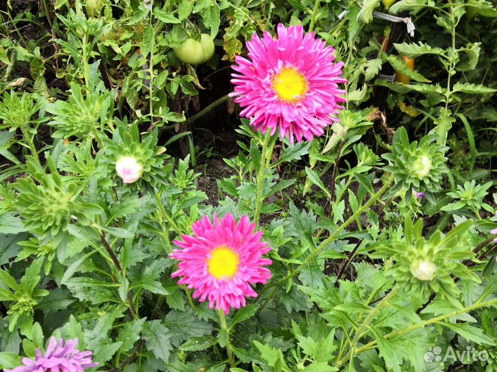 Букет из астры