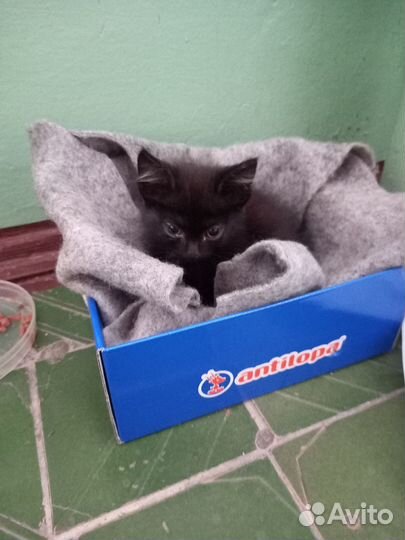 Черный котенок в добрые руки