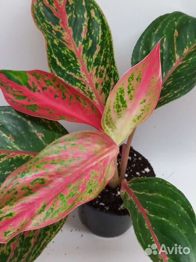 Аглаонема пинкат