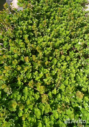 Седум ложный