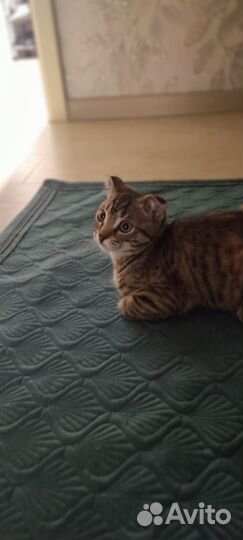 Котёнок девочка