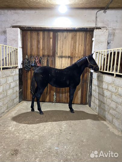 Лошади рысаки- призовых пород