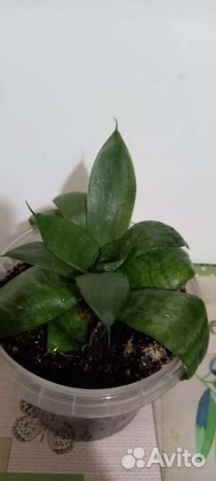 Сансевиерия