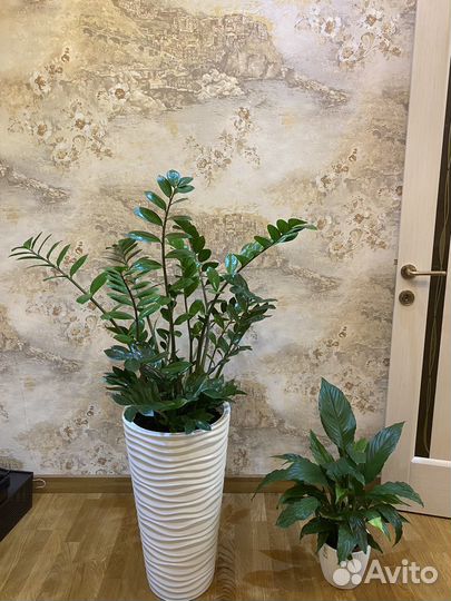 Замиокулькас