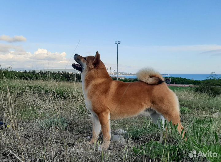Сиба (Шиба) Ину для вязки