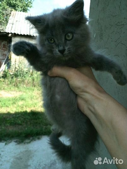 Отдам в добрые руки