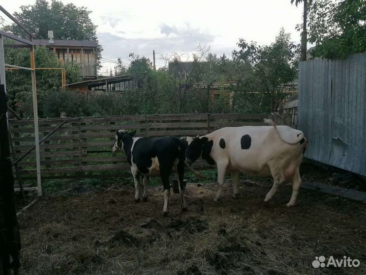 Корова, телка, бычок