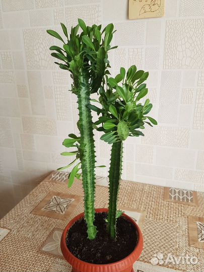 Молочай трехгранный