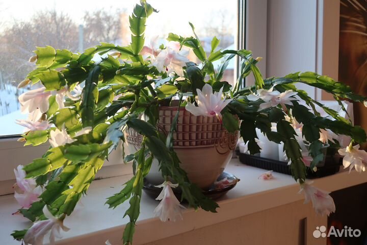 Отростки декабриста шлюмбергера